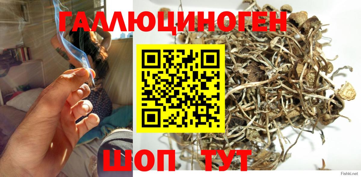 Псилоцибиновые грибы GOLDEN TEACHER  Большой Камень  даркнет сайт  Галлюциногенные грибы Magic Shrooms 
